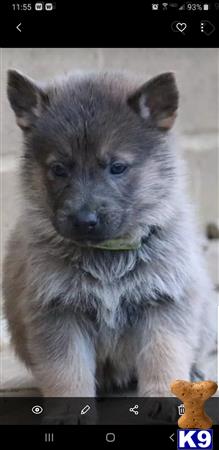 German Shepherd